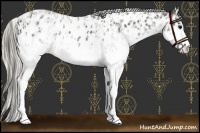 Horse Color:White Spotted Blue Roan Near Leopard Rabicano  and White Spotted Silver Blue Roan Near Leopard Rabicano 