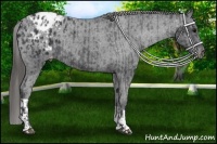 Horse Color:Black Appaloosa  and Black Appaloosa 