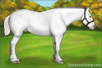 Horse Color:Chocolate Palomino Dun Splash Appaloosa 