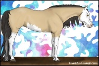 Horse Color:Buckskin Dun Splash 