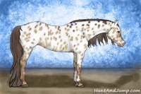 Horse Color:Liver Red Dun Roan Appaloosa