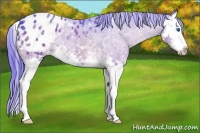 Horse Color:Watercolor White Spotted Bay Splash Appaloosa