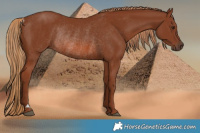 Horse Color:Chestnut Rabicano 