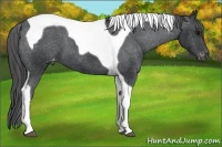 Horse Color:Black Tobiano Appaloosa 