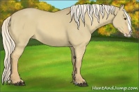 Horse Color:Palomino Dun Splash