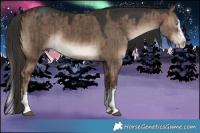 Horse Color:Brown Dun Splash  and Liver Red Dun Splash 