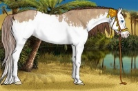 Horse Color:Red Dun Splash  and Red Dun Splash Rabicano 