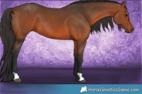 Horse Color:Brown 