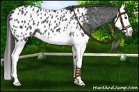 Horse Color:Black Splash Near Leopard 