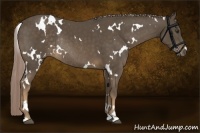 Horse Color:White Spotted Chocolate Palomino Rabicano 