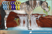 Horse Color:White Spotted Liver Red Dun Sabino Brindle  and White Spotted Brown Dun Sabino Brindle 