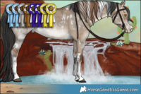 Horse Color:White Spotted Liver Red Dun Sabino Brindle  and White Spotted Brown Dun Sabino Brindle 