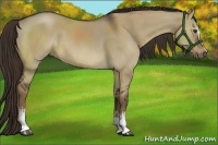 Horse Color:White Spotted Liver Red Dun 