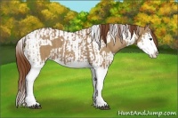 Horse Color:Red Dun Splash and Red Dun Splash Tobiano