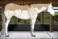 Horse Color:Red Dun Splash and Gray Red Dun Splash