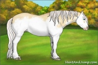 Horse Color:Silver Classic Champagne Dun Splash Frame