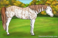 Horse Color:Red Dun Splash and Gold Champagne Dun Splash