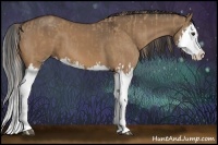 Horse Color:Red Dun Splash  and Bay Dun Splash 