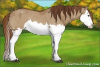 Horse Color:Red Dun Splash  and Red Dun Splash Rabicano 