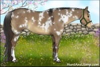 Horse Color:White Spotted Liver Red Dun Sabino 
