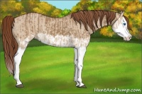 Horse Color:Red Dun Splash and Red Dun Splash Rabicano