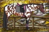 Horse Color:Bay Near Leopard 