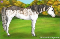 Horse Color:Red Dun Splash  and Grullo Splash 