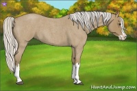 Horse Color:Silver Buckskin Roan Splash 