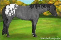 Horse Color:Blue Roan Appaloosa 