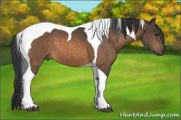 Horse Color:Buckskin Tobiano 