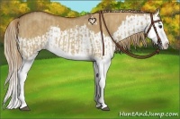 Horse Color:Red Dun Splash  and Red Dun Splash 