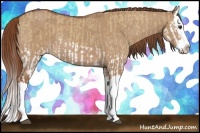 Horse Color:Red Dun Splash and Red Dun Splash