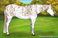 Horse Color:Red Dun Splash  and Red Dun Splash Appaloosa 