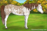 Horse Color:Red Dun Splash and Red Dun Splash