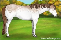 Horse Color:White Spotted Bay Pearl 