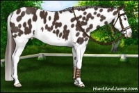 Horse Color:Liver Chestnut Splash Near Leopard 