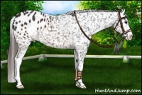 Horse Color:Brown Sabino Snowflake Varnish 