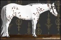 Horse Color:Bay Tobiano Leopard 