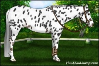 Horse Color:Liver Chestnut Leopard 