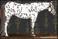 Horse Color:Liver Chestnut Near Leopard 