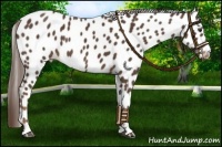 Horse Color:Liver Chestnut Appaloosa 