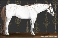 Horse Color:White Spotted Amber Cream Champagne Appaloosa