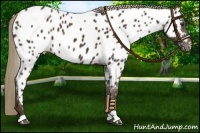 Horse Color:Liver Chestnut Appaloosa 