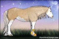 Horse Color:Palomino Splash 