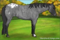 Horse Color:Blue Roan Appaloosa 