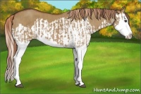 Horse Color:Red Dun Splash  and Red Dun Splash 