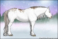 Horse Color:Liver Red Dun Sabino Splash Rabicano