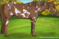 Horse Color:White Spotted Chestnut 
