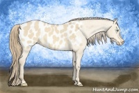Horse Color:Perlino Dun Appaloosa Brindle 