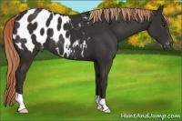 Horse Color:Liver Chestnut Appaloosa